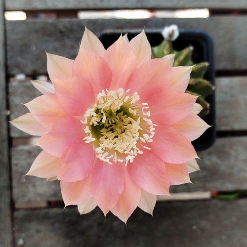 Echinopsis cv Roth 107 cactus new, 8cm