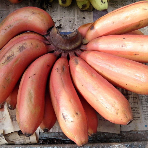 Musa acuminata Red Dacca red banana seeds, pack of 20