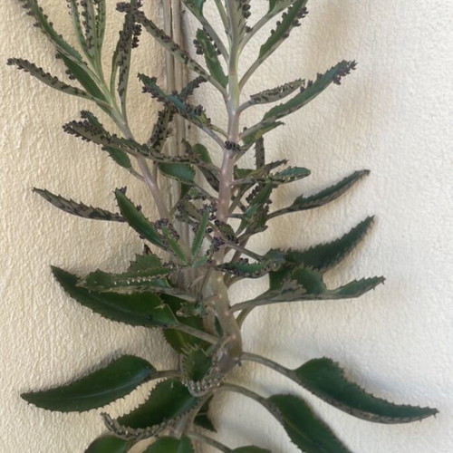 Mother of millions plant with two cuttings