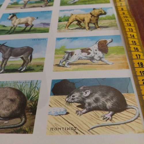 Collectible animal card by REKOU editions, 1960s, new