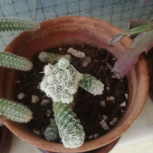 Mammillaria elongata Ladyfinger Cactus used with small plastic pot 8cm