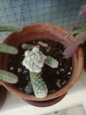 Mammillaria elongata Ladyfinger Cactus used with small plastic pot 8cm