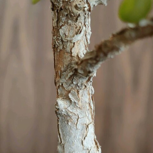 BONSAI  buxus