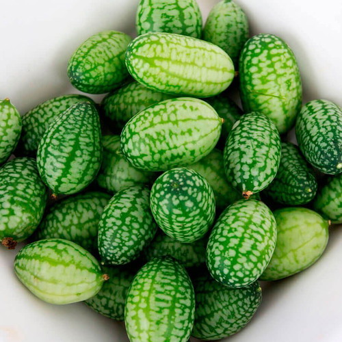 Cucamelon Mexican Mini Melon Cucumber Seeds, rare climbing plant