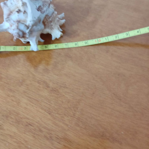 Natural seashells like new, large spider shell and smaller one