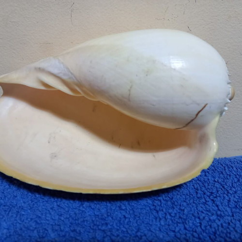 Melo Diadema seashell used, nautical decoration