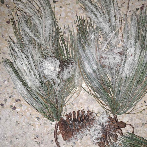 Christmas branches like new, pack of 8, snowy with pine cones