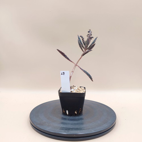 Mother of Thousands succulent plant, mini pot