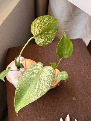 Monstera Devil Monster new young plant