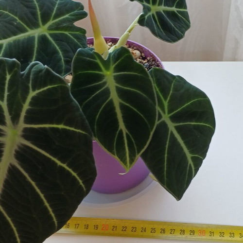 Alocasia Black Velvet plant, ready to bloom, 25cm height