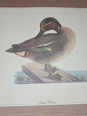 Vintage Anas Grecca duck print used for wall art