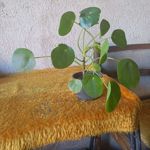 Pilea peperomioides indoor plant like new, Chinese money plant