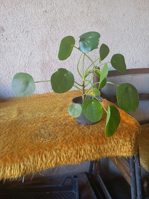 Pilea peperomioides indoor plant like new, Chinese money plant