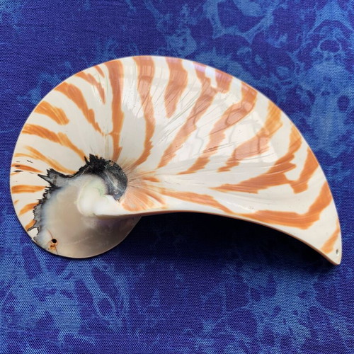 Nautilus half shell decorative, like new
