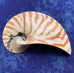Nautilus half shell decorative, like new