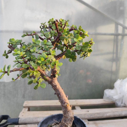 Portulacaria afra bonsai succulent like new, 5 years old