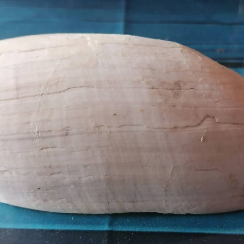 Medium Seashell #1 used
