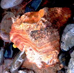 Rare Agate Fire Lace Agate new from river
