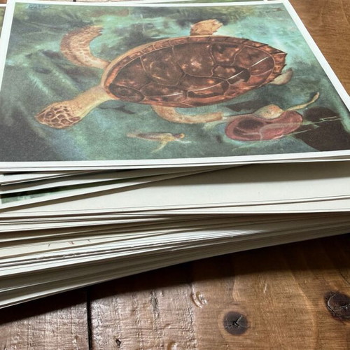 Large Lot of 220 Vintage Artis Historia Prints, Birds, Animals & Botanical Illustrations