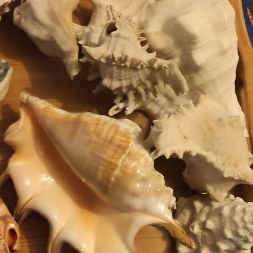 Large Red Sea shells new in various designs