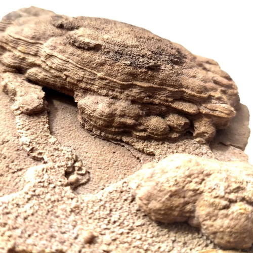 Silicified Hemispherical Stromatolite from Brazil, Precambrian
