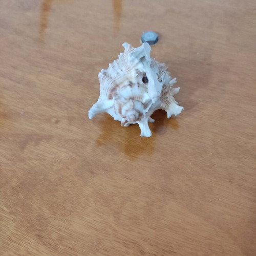 Natural seashells like new, large spider shell and smaller one
