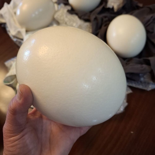 Ostrich eggs new, set of 4