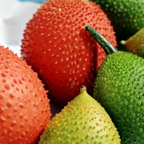 Gac Momordica cochinchinensis exotic fruit seeds like new, pack of 5