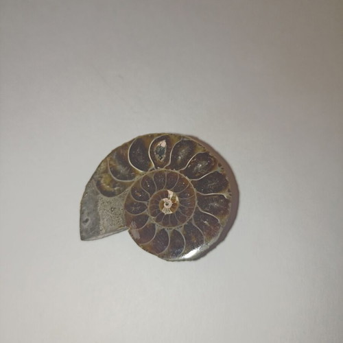 Ammonite fossil in perfect condition like new
