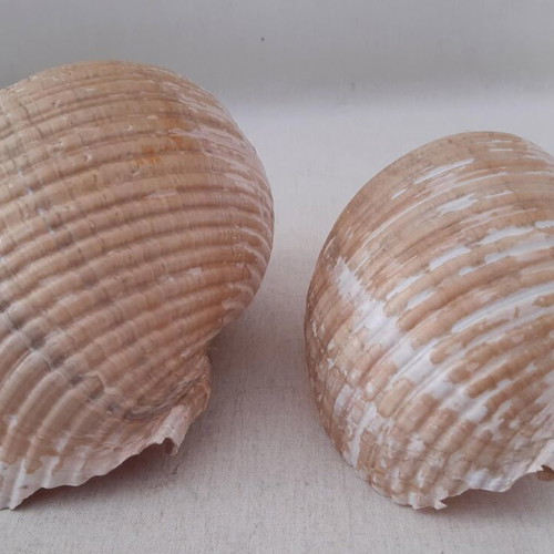 Sea shells used, pack of 5 pieces