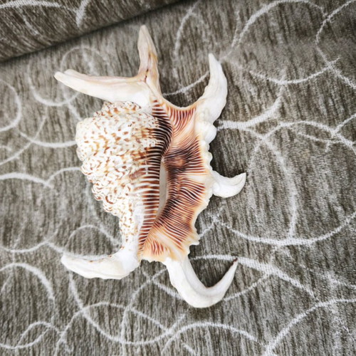 Spider shell finished like new, 13 centimeters