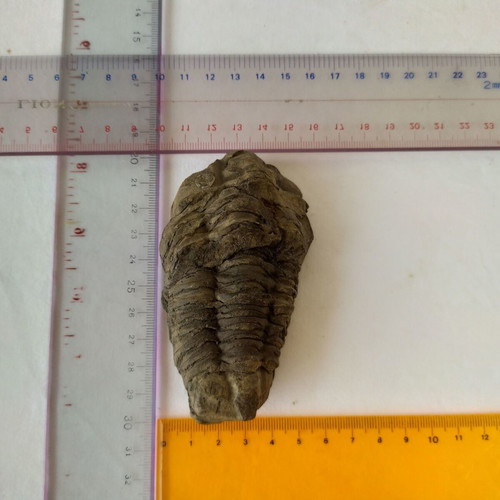 Calymene Trilobite Fossils from Morocco, like new, set of 2