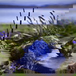  Rock Texture Ultramarine  Blue Diffuser