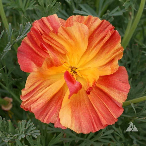 California Poppy Ballerina flower seeds, mix of colors