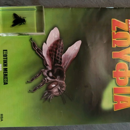 Alithina Zoyfia issue 36 used