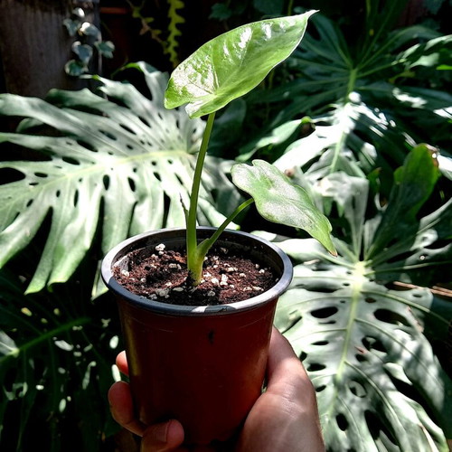 Alocasia odora baby plants new, healthy and resilient