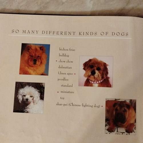 Children's book about dog breeds used, in English