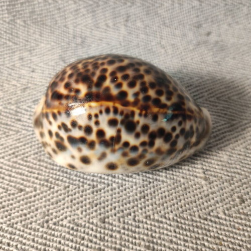 Cypraea Tiger Shell like new, 9cm