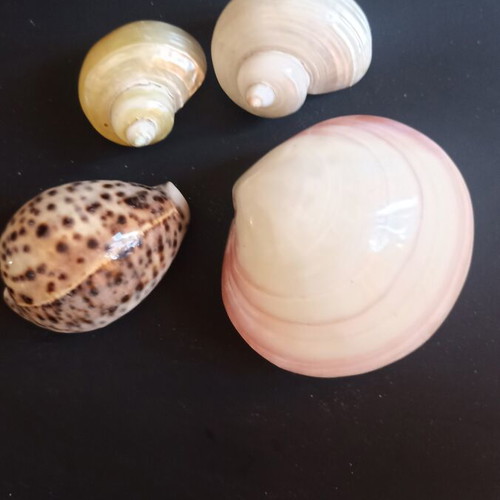 Collectible Natural Exotic Seashells Set of 4 like new