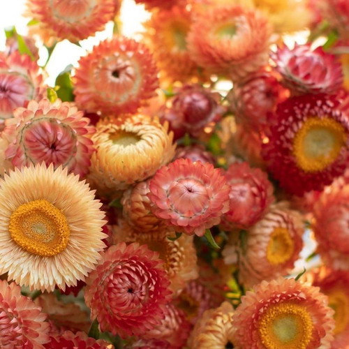 Strawflower (Xerochrysum bracteatum) seeds, pack of 20, multicolored