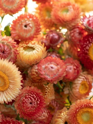Strawflower (Xerochrysum bracteatum) seeds, pack of 20, multicolored