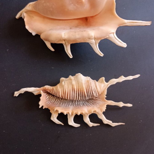 Collectible Natural Spider Conch Seashells Lambis & Harpago set of 2 like new