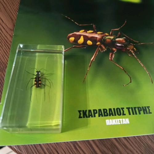 Real insects issue 41 used