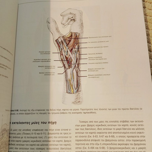 Clinical Anatomy II used