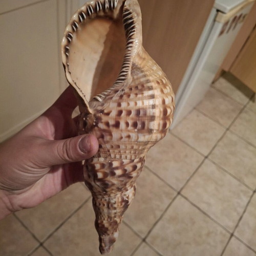 Rare sea shells like new, Bourou, Tona, Charonia