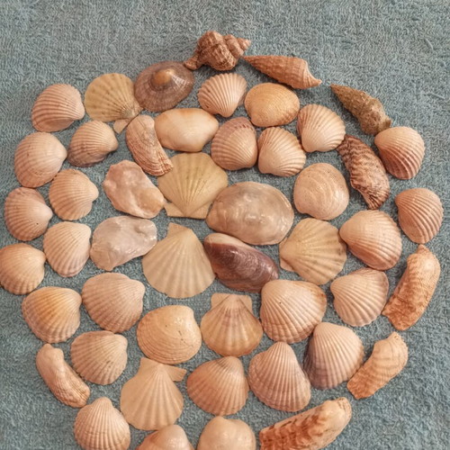 Natural seashells varnished, pack of 50, like new