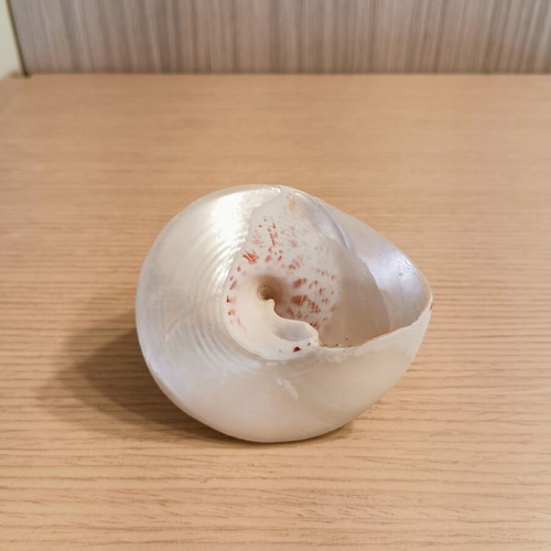 Vintage decorative shell with alpaca metal