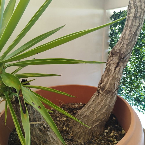 Yucca plant with two trunks, 2.05m height, with pot