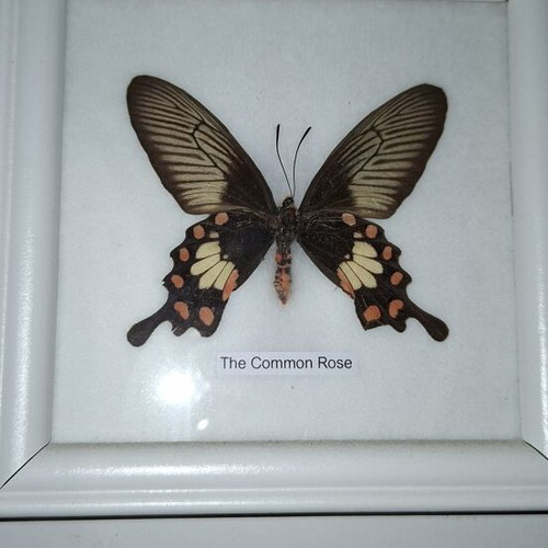 Common Rose butterfly framed specimen new