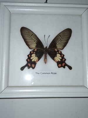 Common Rose butterfly framed specimen new